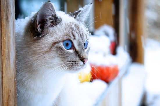 布偶猫吃什么