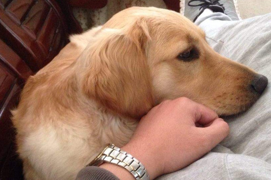 金毛寻回犬咬人吗，金毛是三种最不咬人的狗之一