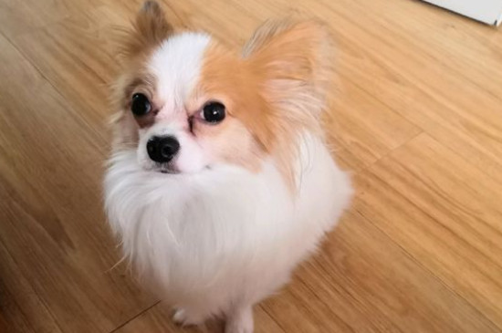 养蝴蝶犬的危害