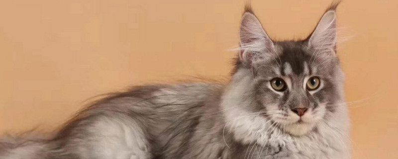 缅因猫一般能生几只