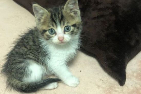 如何训练猫抓老鼠