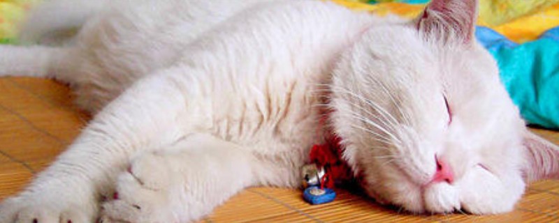 猫一天睡多久