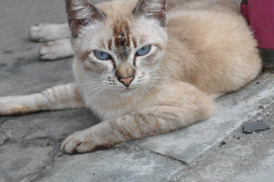 猫会摔死吗