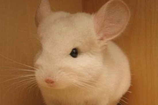 银斑龙猫怎么区分