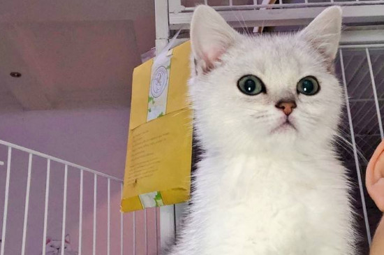 猫能吃米饭吗