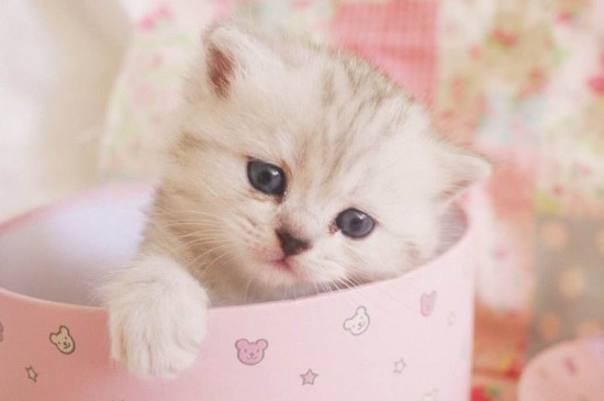 小猫发抖是怎么回事