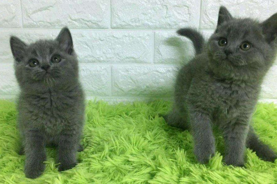 猫球虫病有什么症状