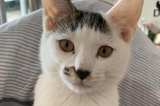 松木猫砂和豆腐猫砂哪个好，两种猫砂的区别和优缺点对比