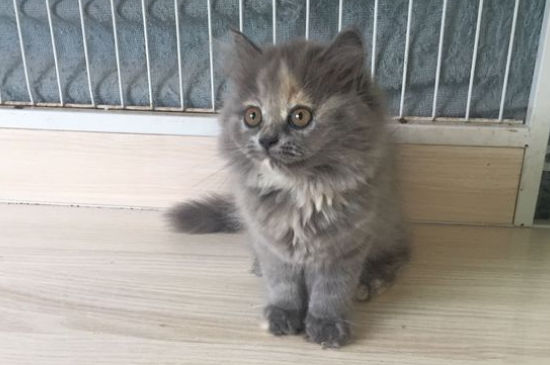 蓝猫为什么喜欢瘫坐着