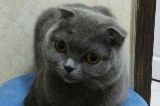 蓝猫脸尖是不纯吗