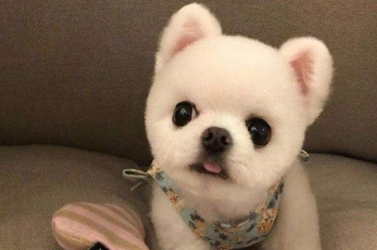 俊介犬长大后的样子，体重3～4公斤甜美可爱会卖萌