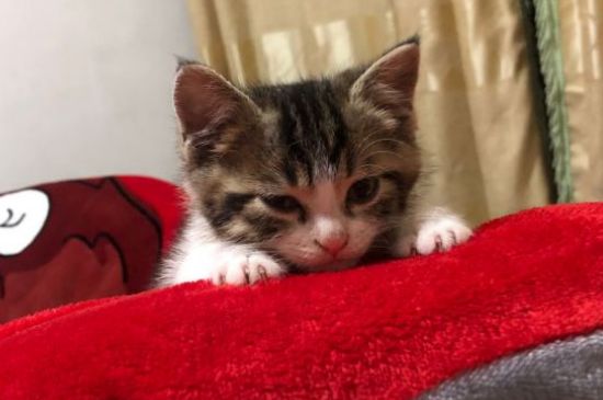 木天蓼棒猫一周用几次