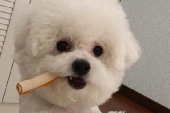 比熊可以吃米饭吗