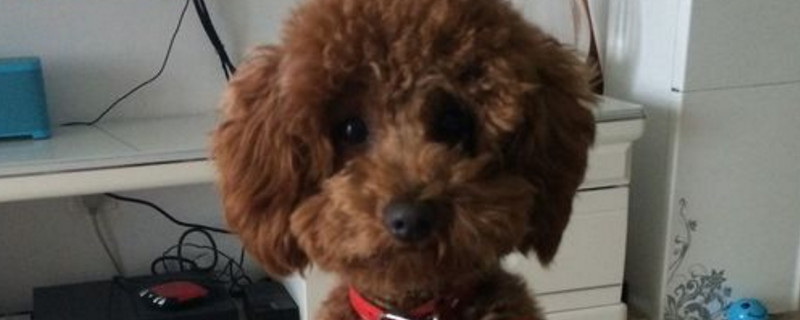 什么狗最干净最好养