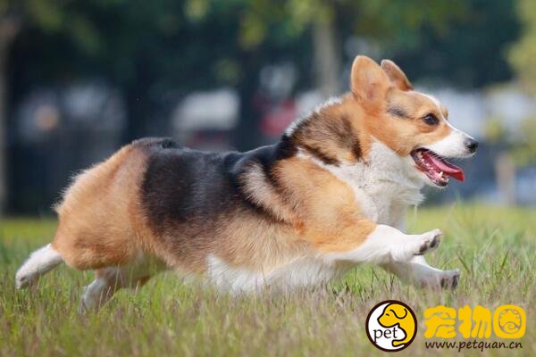 柯基犬的小短腿非常萌，想养却需要慎重考虑(有缺陷)