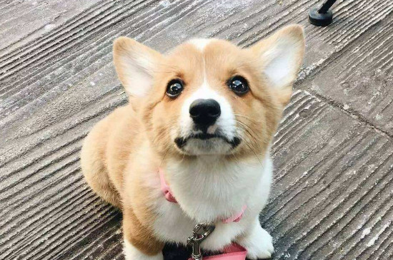 柯基犬容易跟别人跑吗