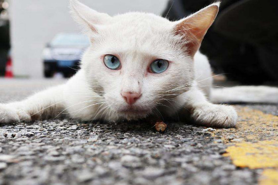 木天蓼对猫咪的害处