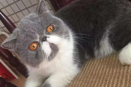 猫体内驱虫多久一次
