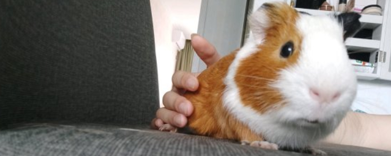 怎么辨别豚鼠真死假死
