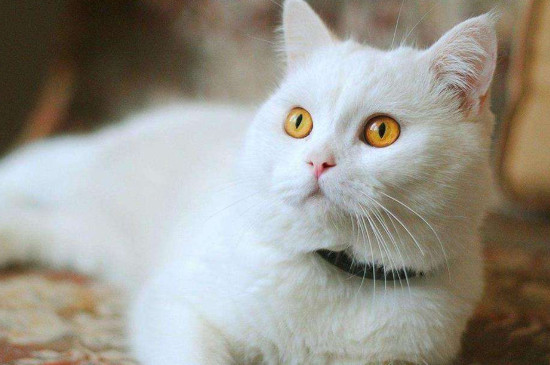 猫咪绝育注意事项
