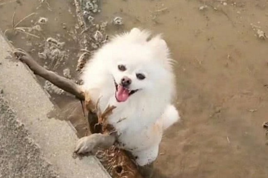 狗洗完澡第二天死了