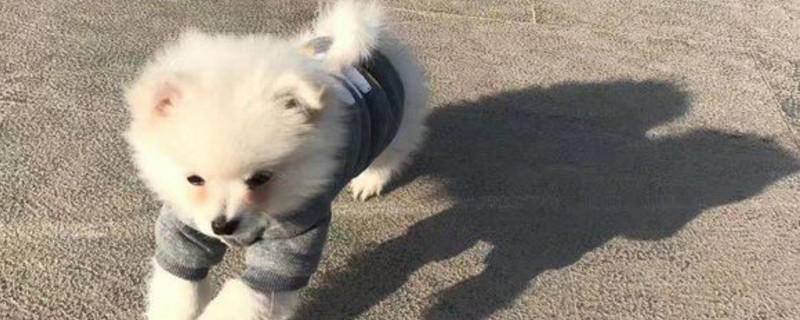 博美犬好养吗