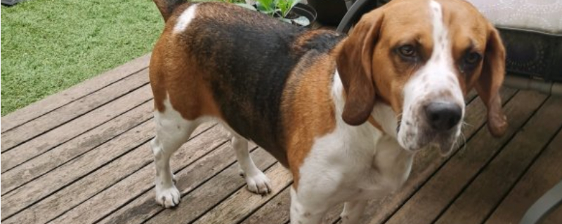 比格犬真的是养不熟吗