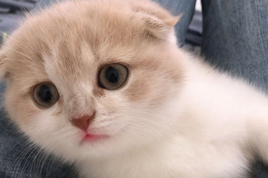 高地猫特点