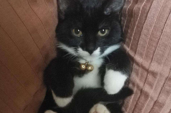 四蹄踏雪猫为什么贵