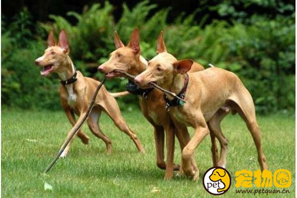 法老猎犬起源历史悠久，最爱小孩子和引起人的注意