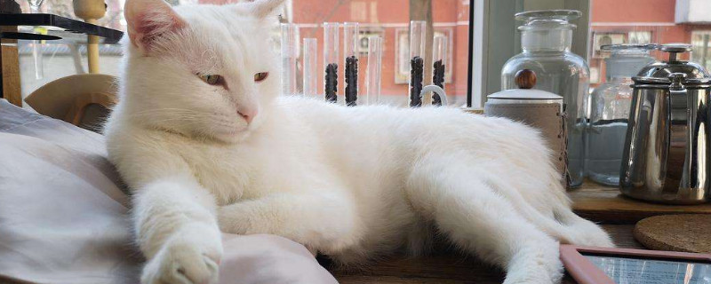 刚出生的猫咪需要打什么针