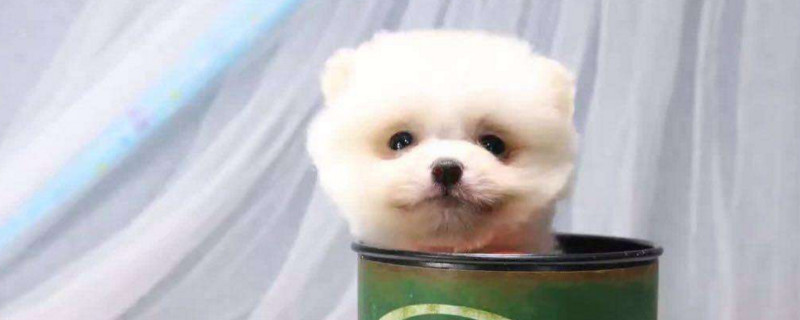 茶杯犬博美能长多大