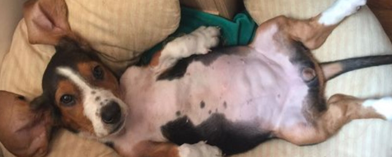 巴吉度犬和比格犬的区别