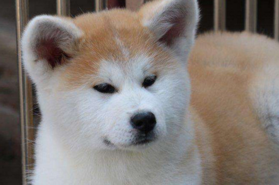 秋田犬一般多少钱，品相好价格贵范围在5000～1万