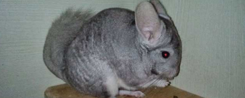 龙猫是宠物吗