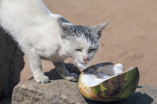 猫吃乌龟吗