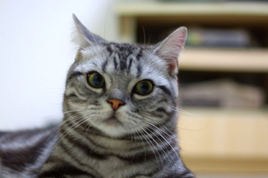 猫头顶有个小硬疙瘩不掉毛