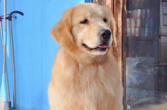 金毛犬吃什么食物
