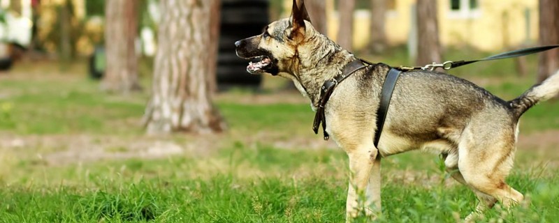 德国牧羊犬咬人吗