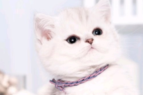 矮脚母猫可以繁殖吗