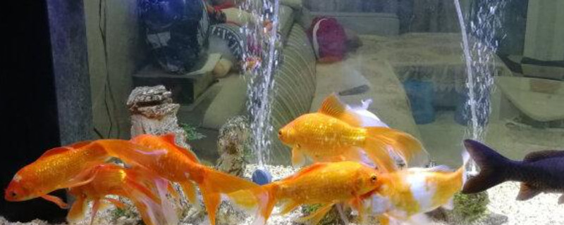 停电怎样给鱼缸人工加氧
