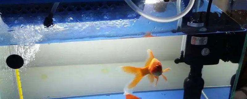 鱼缸怎样保持弱酸性水