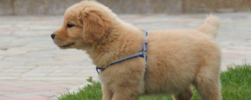 金毛犬不驱虫的症状