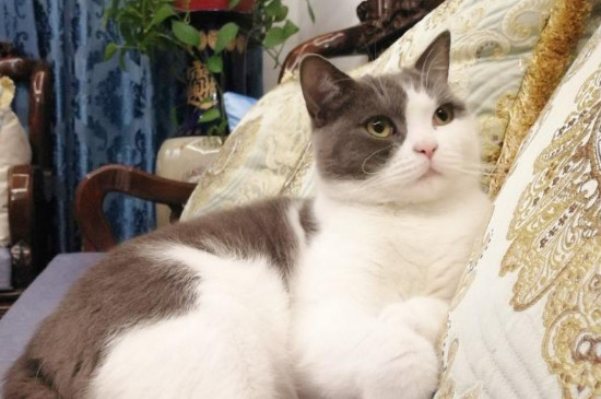英国短毛猫什么颜色好，英短哪个颜色最贵