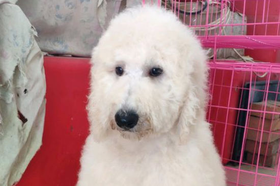 犬瘟热初期症状