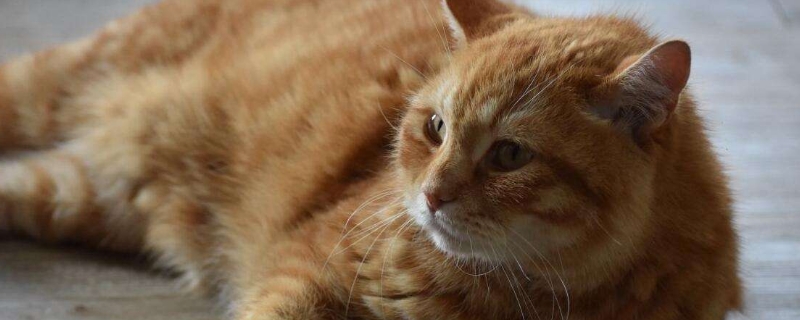 猫咪死胎滞留的表现