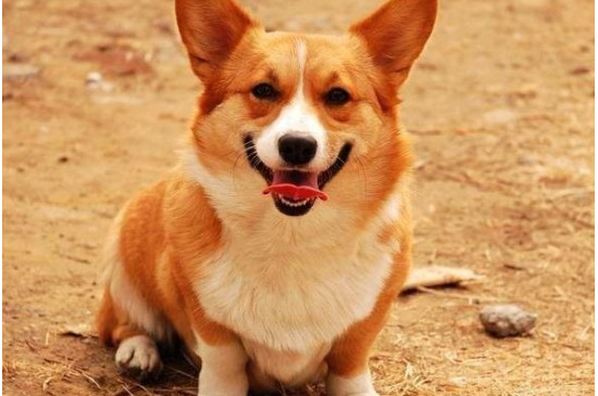 狗狗拉屎怎么训练