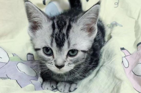 猫的胡须被剪掉会怎样