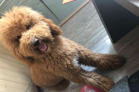 巨贵犬是怎么来的
