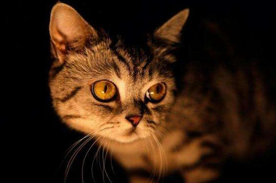 怎么对付猫晚上不睡觉